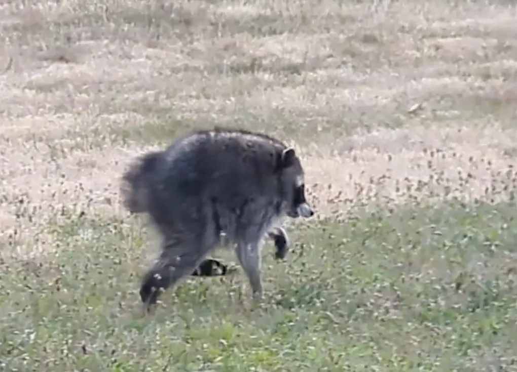 A raccoon named Jimoti, filmed scurrying across a lawn on long legs, may have short-spine syndrome—a rare congenital condition. (Photo Kiana Hall)